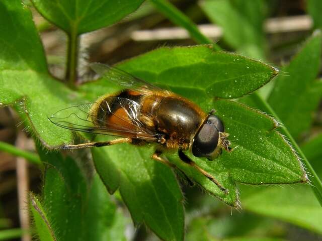 Слика од Eristalis interrupta (Poda 1761)