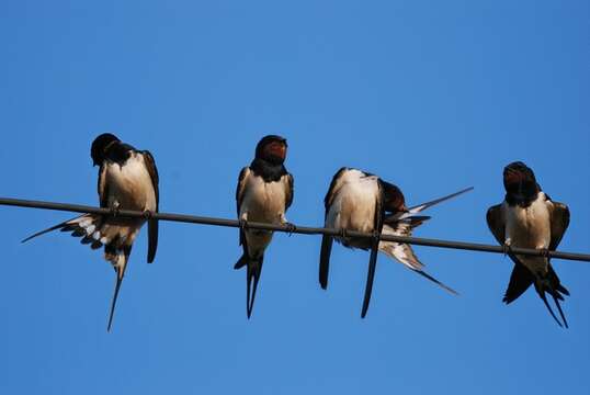 Image of Hirundo Linnaeus 1758