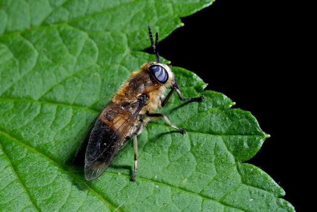 Sivun Heptatoma kuva