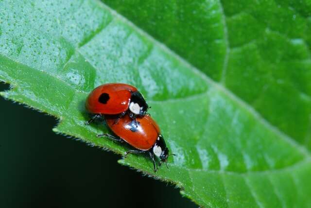 Image of ladybird beetles