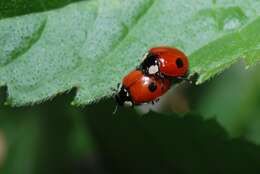 Image of ladybird beetles