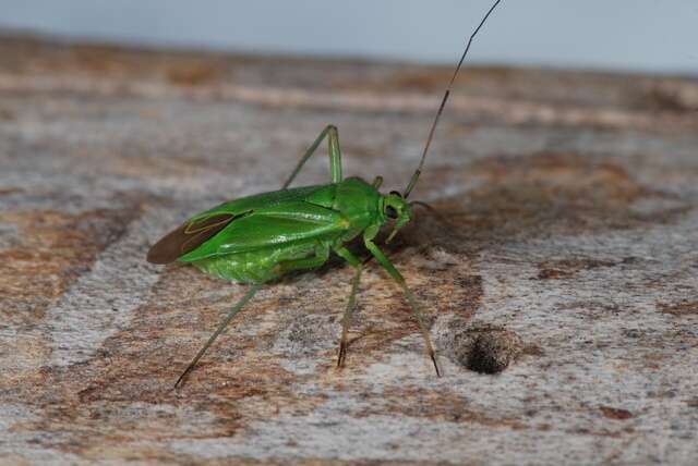 Image de Calocoris