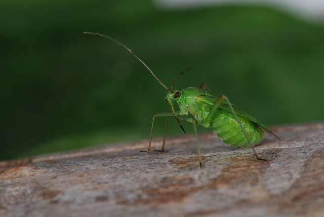 Image of Calocoris