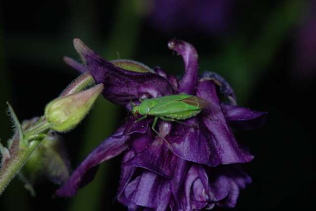 Image de Calocoris