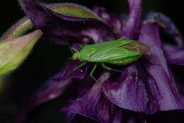 Image de Calocoris