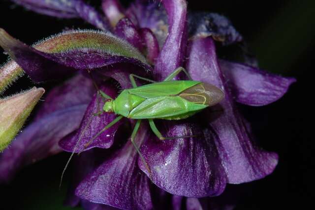 Image of Calocoris