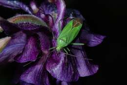 Image de Calocoris