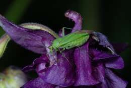 Image de Calocoris