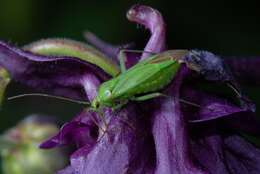 Image of Calocoris