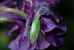 Image de Calocoris