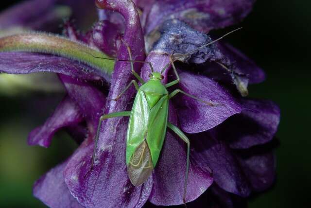 Image of Calocoris