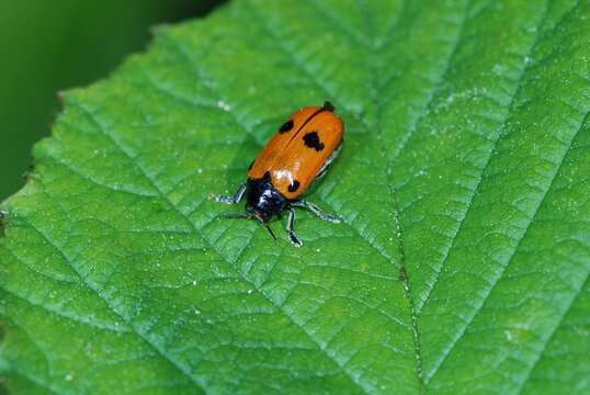 Image of <i>Clytra quadripunctata</i>