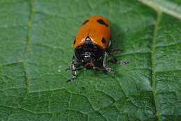 Image of <i>Clytra quadripunctata</i>