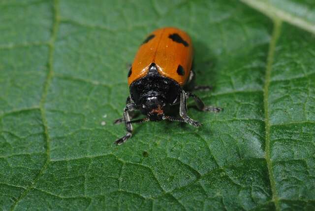 Image of <i>Clytra quadripunctata</i>