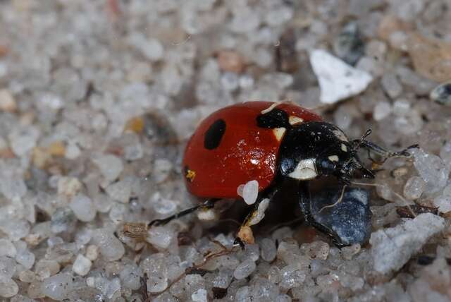 صورة <i>Coccinella quinquepunctata</i>