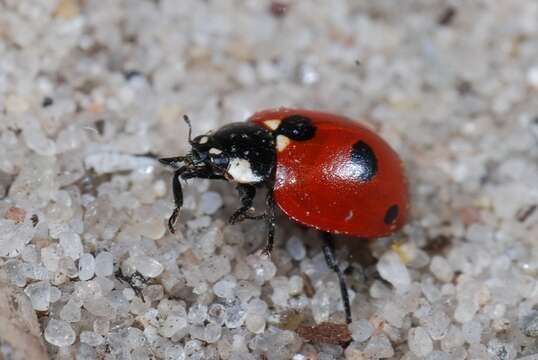 صورة <i>Coccinella quinquepunctata</i>