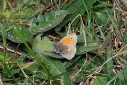 Image of Ringlets