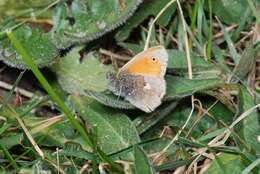 Image of Ringlets