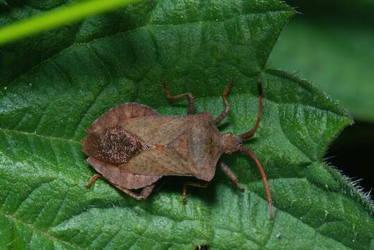 Image of Coreus