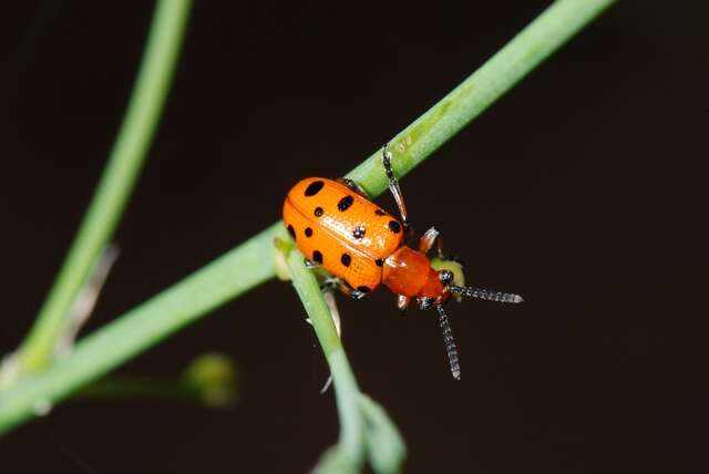 Image of Asparagus beetle