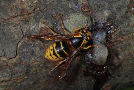 Image of Dolichovespula