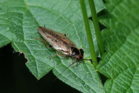 Image of german cockroach family