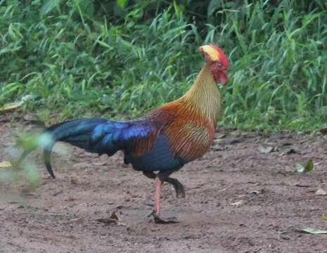 Image of Ceylon Junglefowl