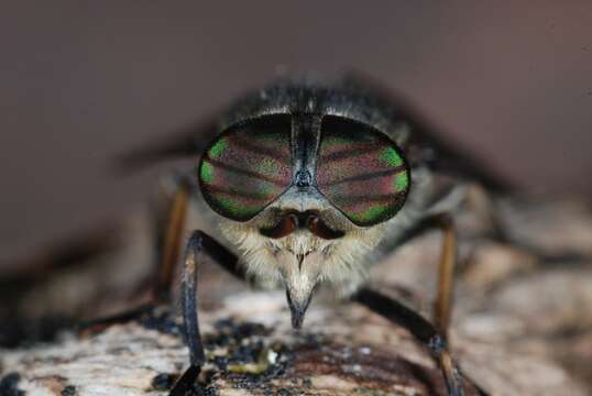 Imagem de Hybomitra lundbecki Lyneborg 1959