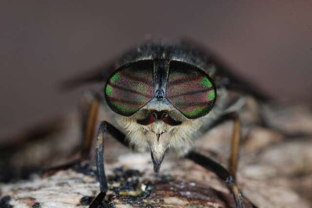 صورة Hybomitra lundbecki Lyneborg 1959