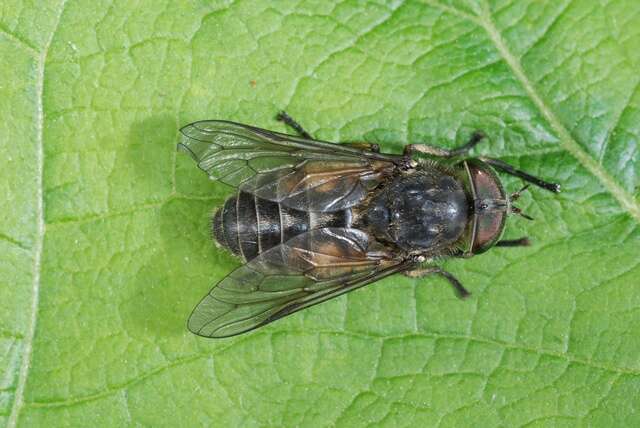 Image de Hybomitra lundbecki Lyneborg 1959