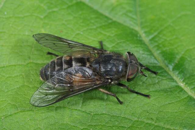 Hybomitra lundbecki Lyneborg 1959的圖片