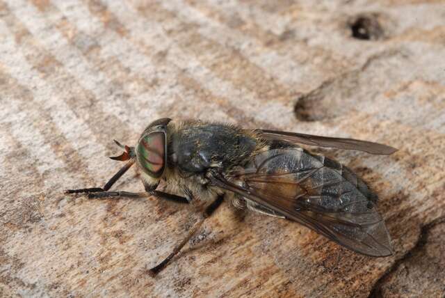 Hybomitra lundbecki Lyneborg 1959的圖片