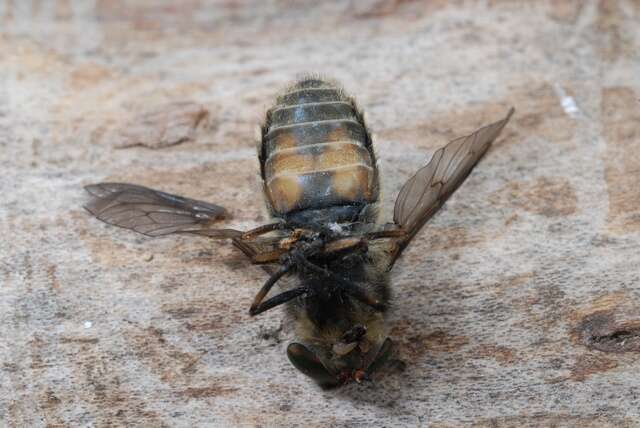 Hybomitra lundbecki Lyneborg 1959的圖片