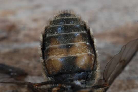 Imagem de Hybomitra lundbecki Lyneborg 1959