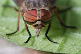 Image of <i>Hybomitra tropicus</i>