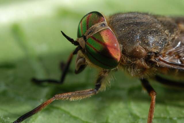 Image of <i>Hybomitra tropicus</i>