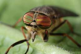 Image of <i>Hybomitra tropicus</i>