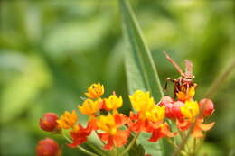 Image of bloodflower