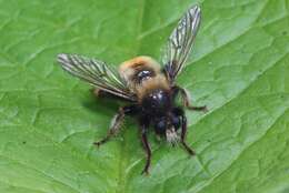 Image of Bee-like Robber Flies