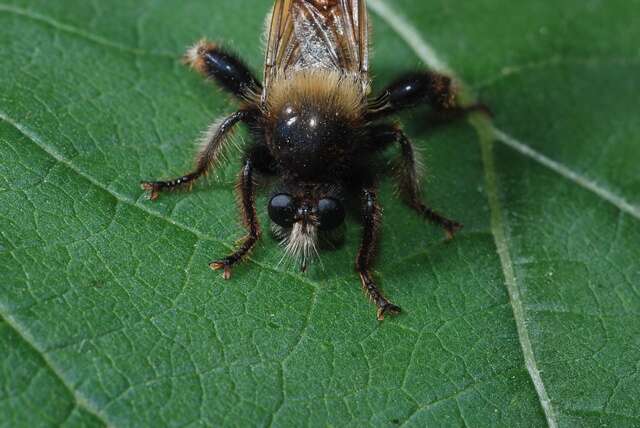 Image of Bee-like Robber Flies