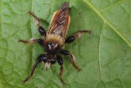 Image of Bee-like Robber Flies