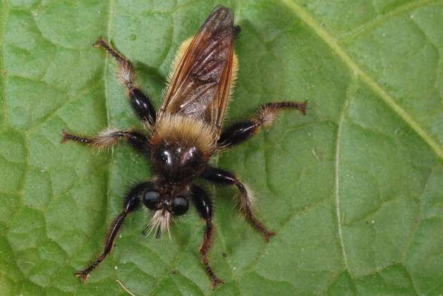 Image of Bee-like Robber Flies