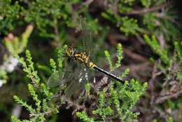 Image of Leucorrhinia Brittinger 1850