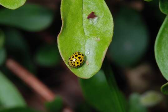 صورة <i>Psyllobora vigintiduopunctata</i>