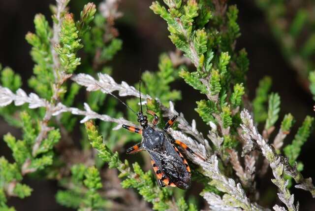 Image of <i>Rhynocoris annulatus</i>