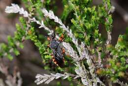 Image of <i>Rhynocoris annulatus</i>