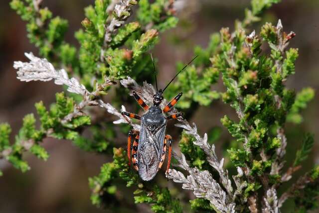 Image of <i>Rhynocoris annulatus</i>