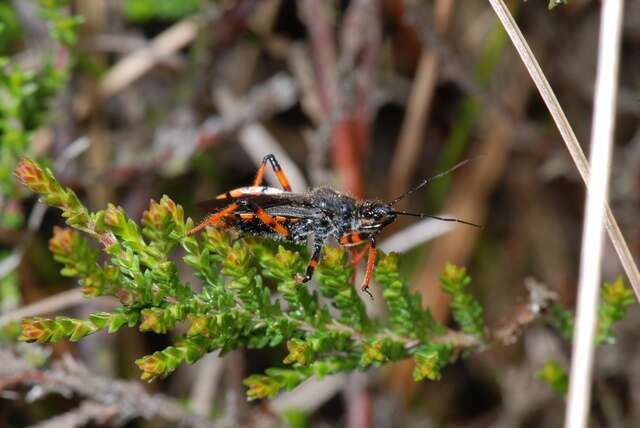 Image of <i>Rhynocoris annulatus</i>