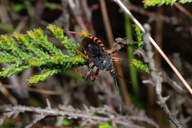 Image of <i>Rhynocoris annulatus</i>