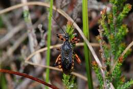 Image of <i>Rhynocoris annulatus</i>